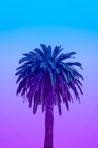 Under the blue sky green palm trees during the day
